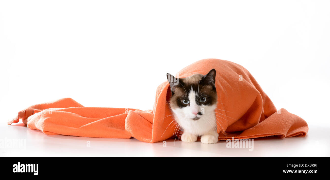 cat hiding under covers ragdoll sitting under orange blanket on white