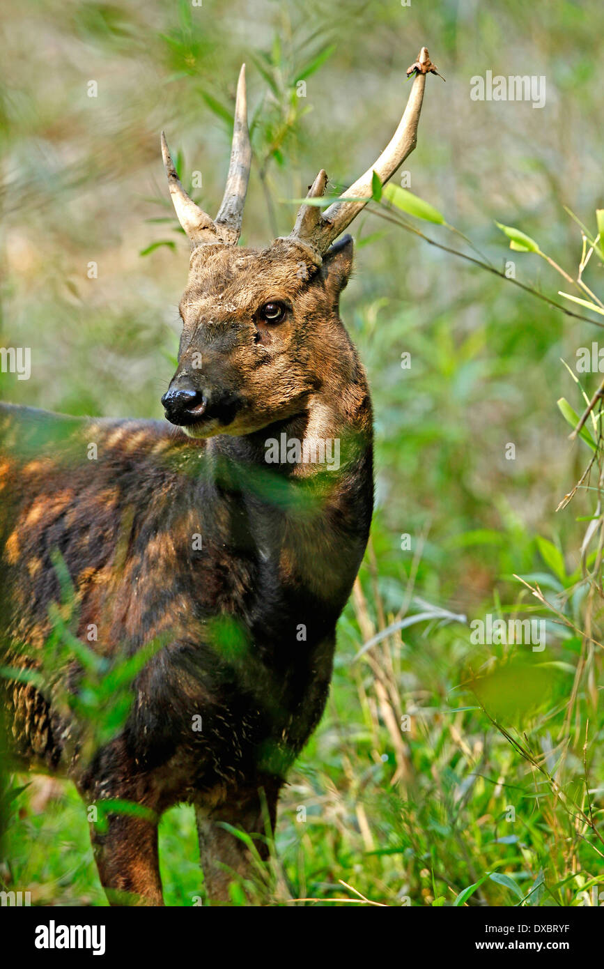 Visayan spotted deer (Rusa alfredi) male Stock Photo