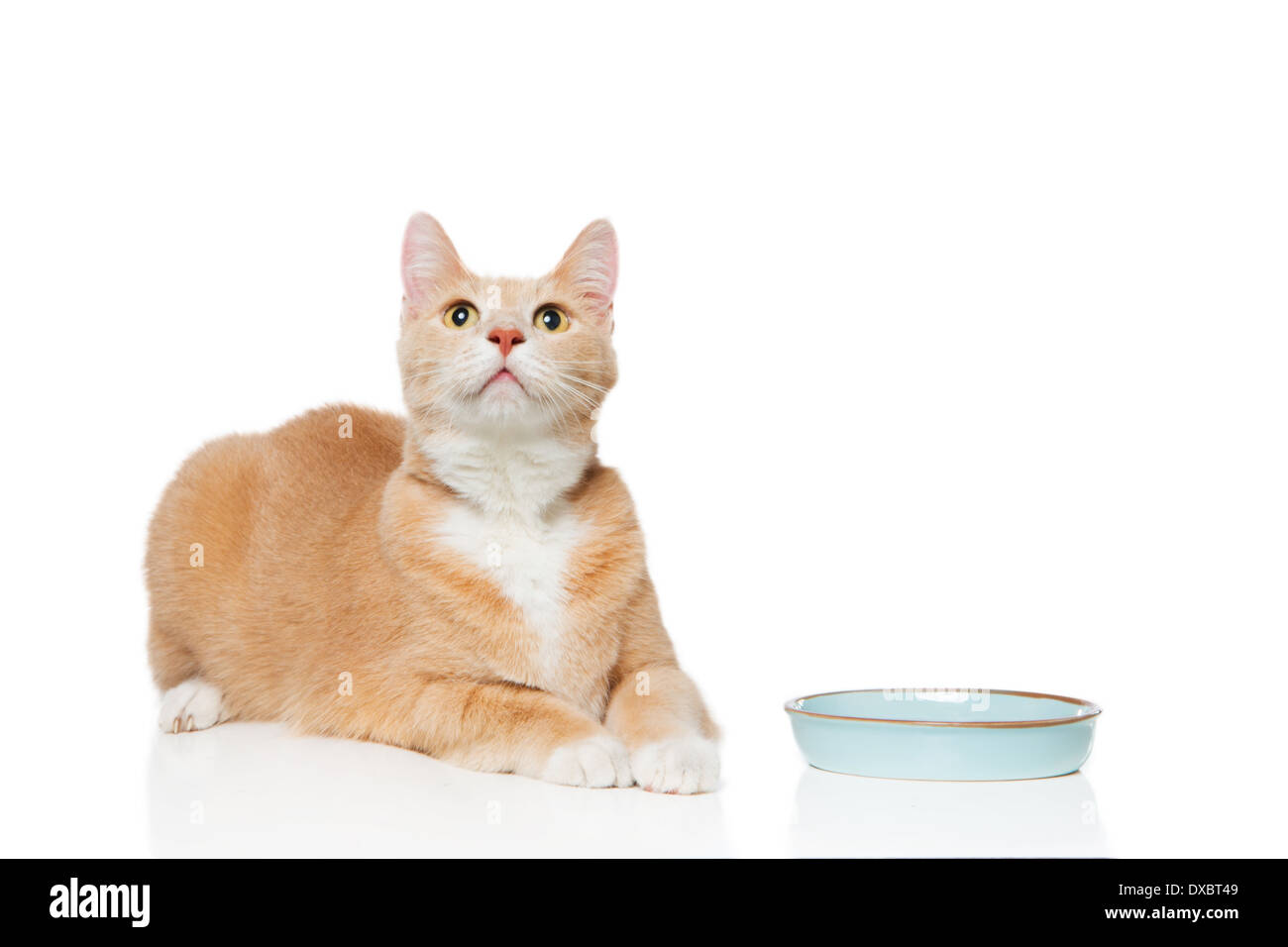 Orange cat with empty food dish looking up. Stock Photo