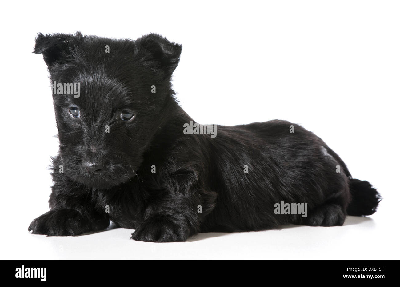 Scottish Terrier puppy isolated on white background Stock Photo