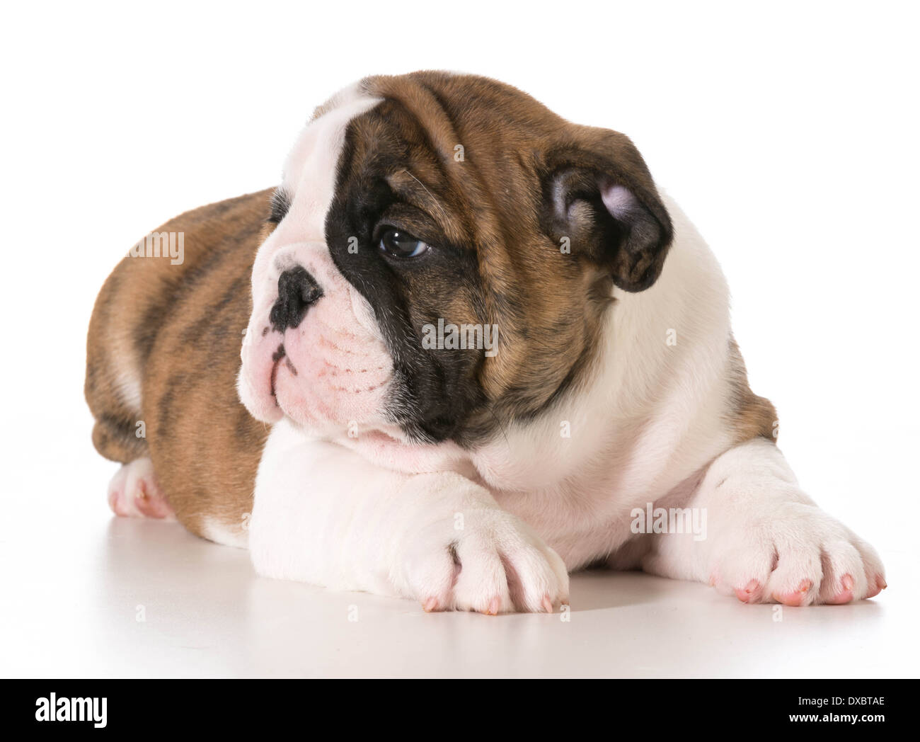 english bulldog 8 weeks