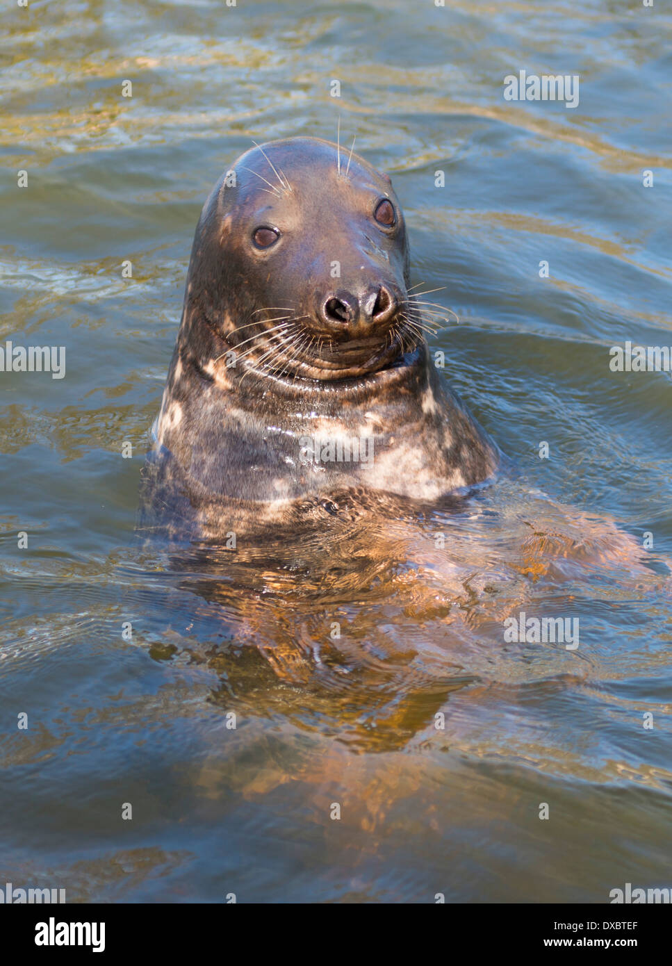 Seal image was captured at Skansen Open Air Museum in Stockholm. Stock Photo