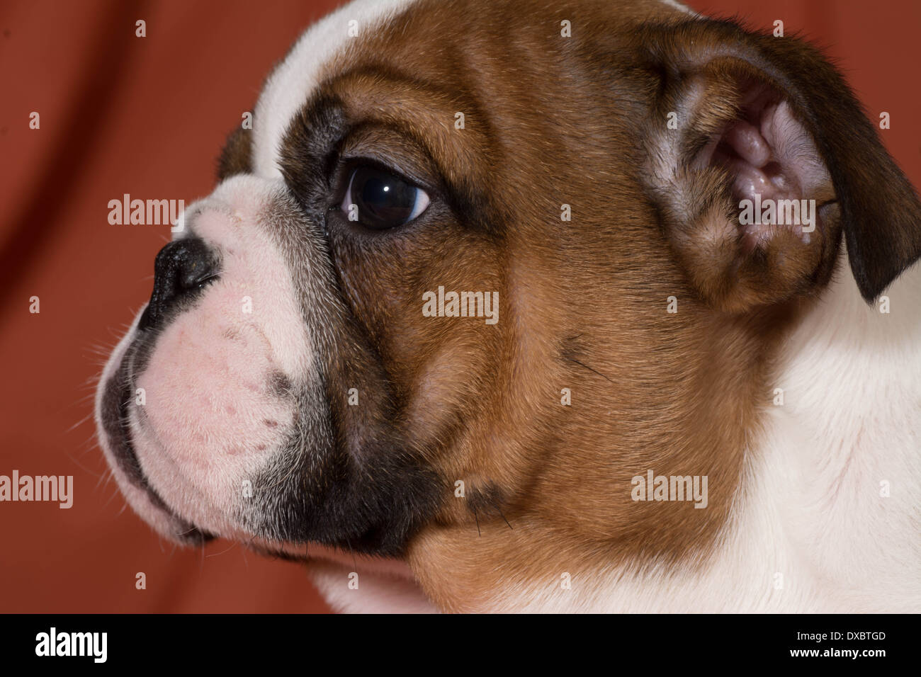 10 weeks dog hi-res stock photography and images - Alamy