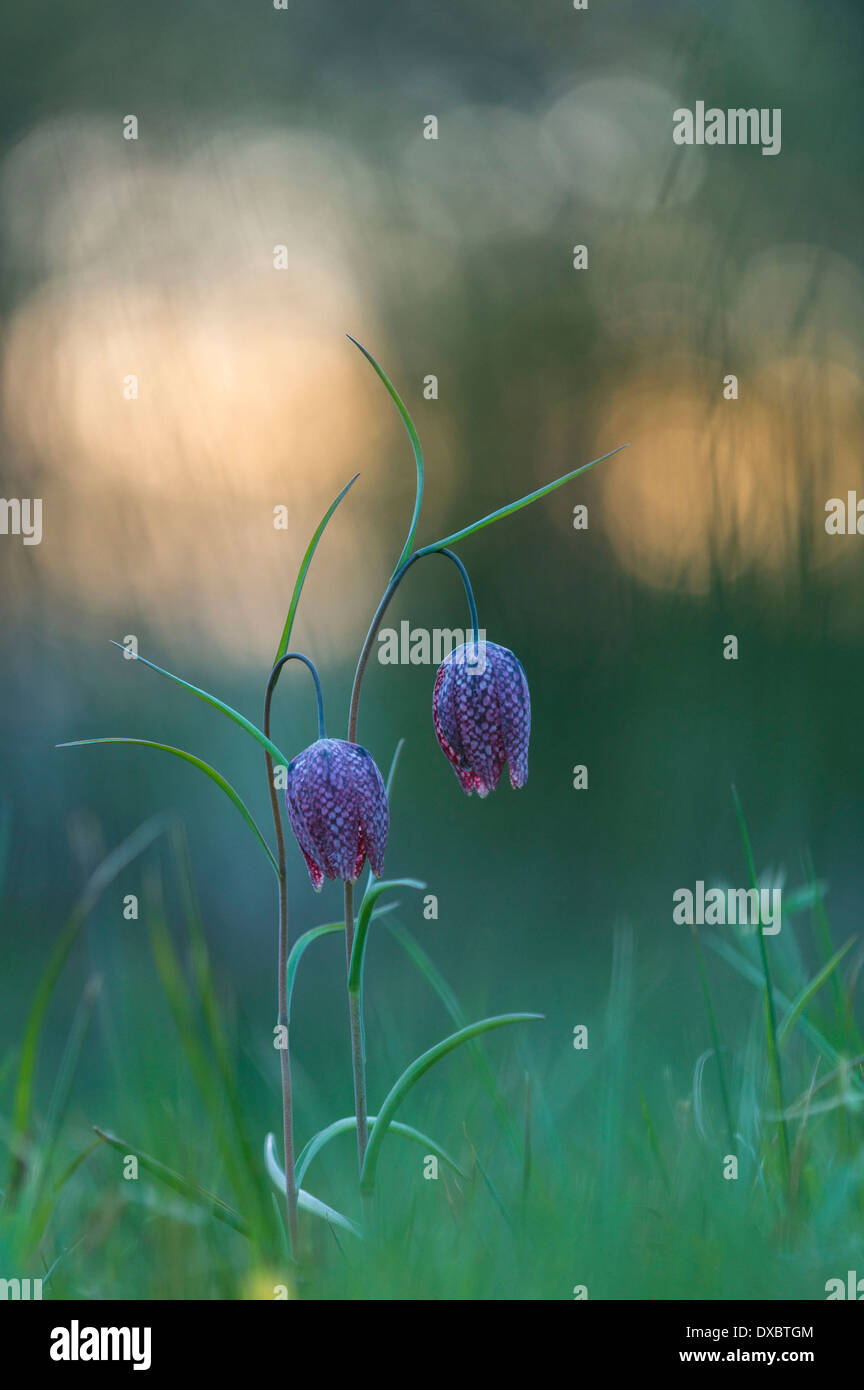 Fritillaria meleagris Stock Photo