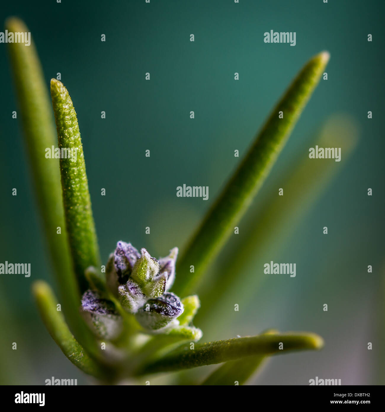 Rosemary beginning to bloom Stock Photo Alamy