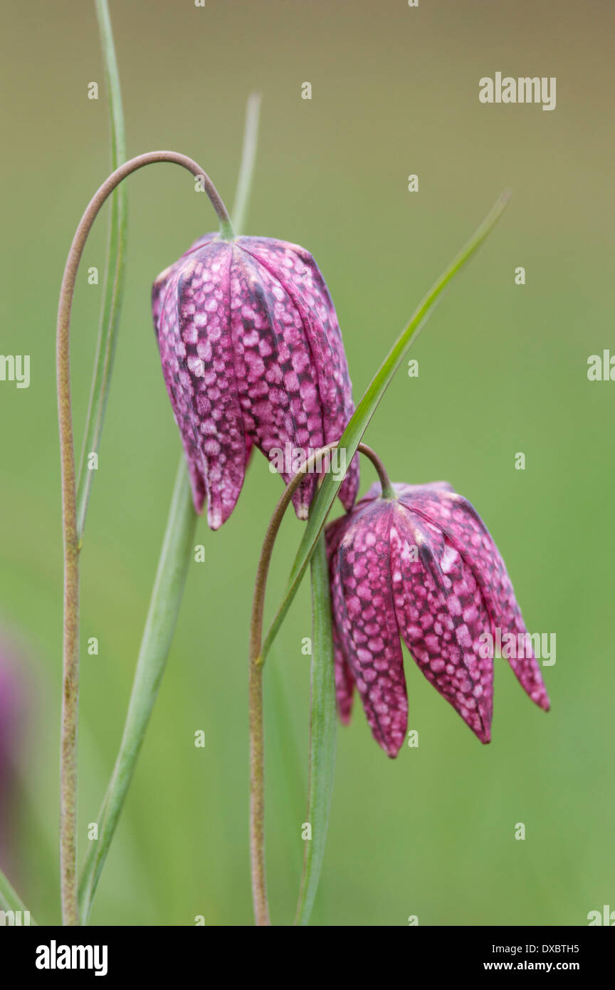 Fritillaria meleagris Stock Photo