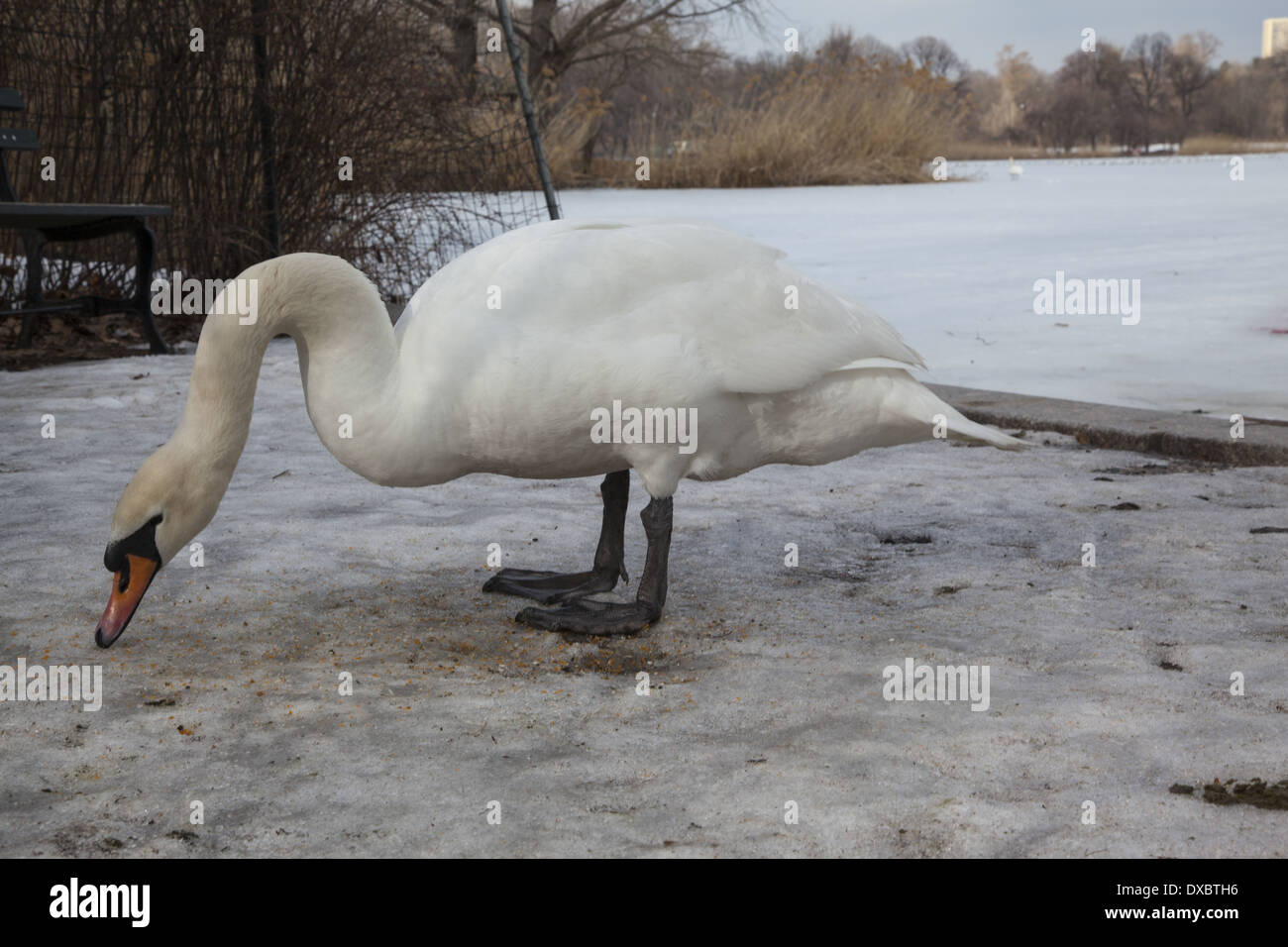 Mute swan foraging for food near the frozen lake in Prospect Park, Brooklyn, NY. Stock Photo