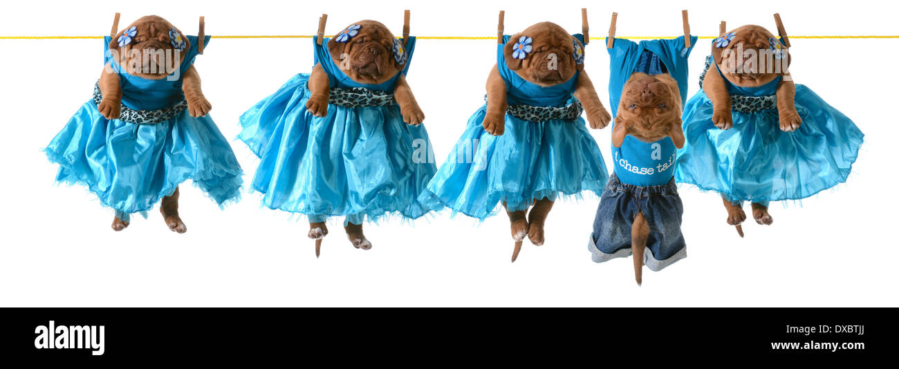 dogs on a clothesline dogue de bordeaux puppies hanging on wash line