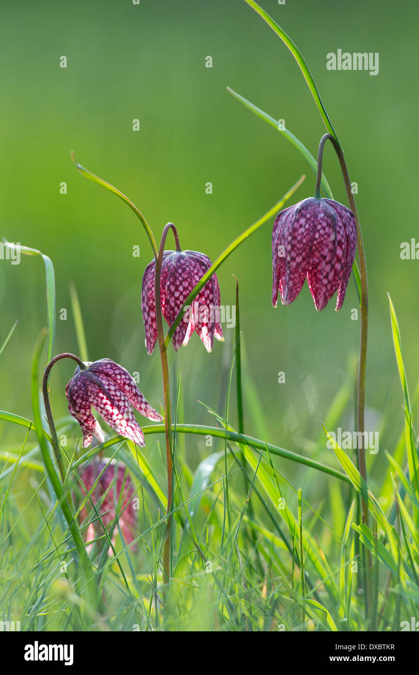 Fritillaria meleagris Stock Photo