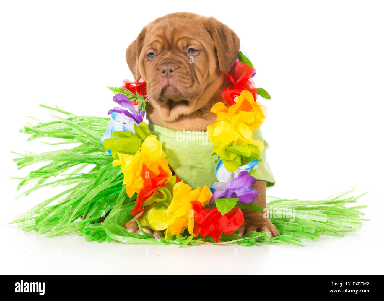hula dog - dogue de bordeaux wearing grass skirt and lei Stock Photo