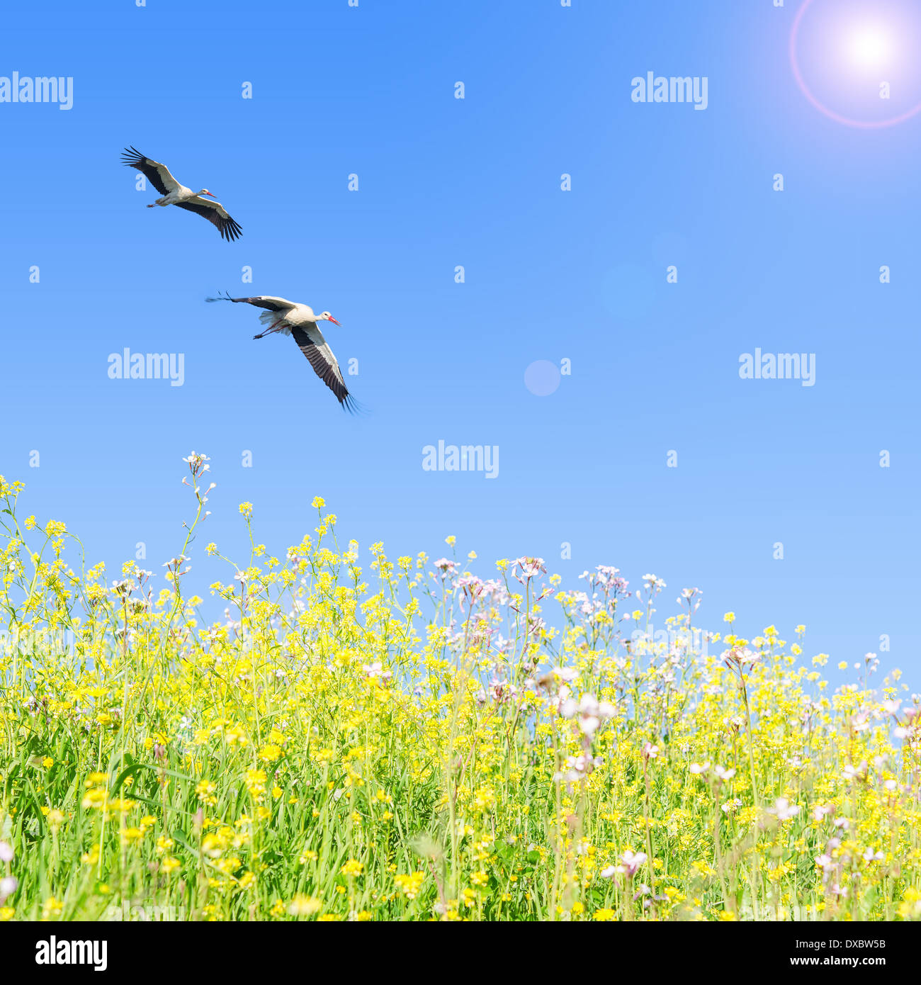White storks couple fly together against clear blue sky over spring flowering herbs Stock Photo