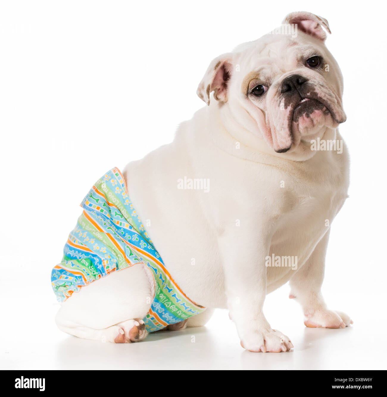 dog in heat or season wearing protective pants isolated on white background Stock Photo Alamy