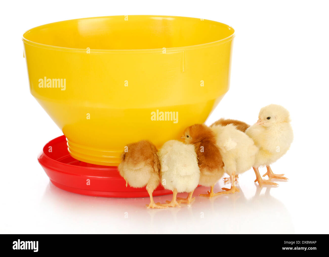 feeding chickens - young chicks standing around feeder on white background Stock Photo