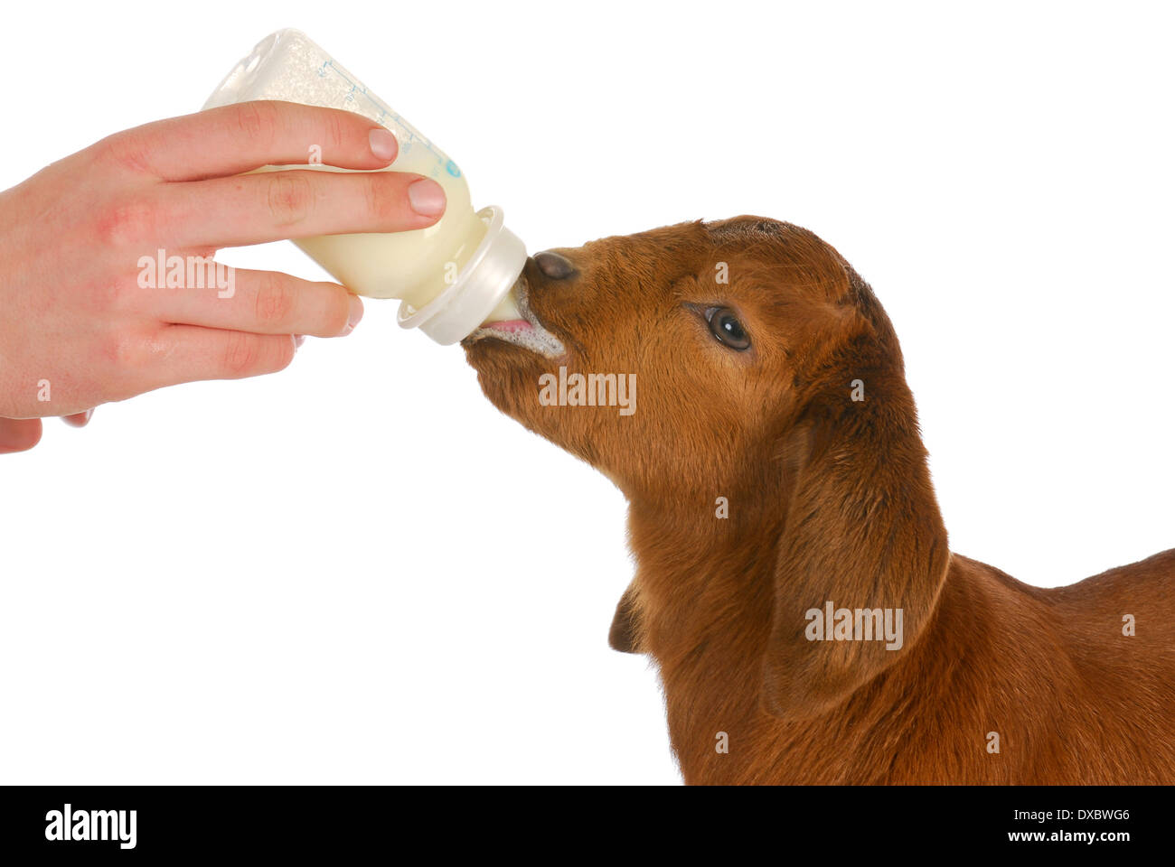 bottle feeding baby goat on white background Stock Photo Alamy
