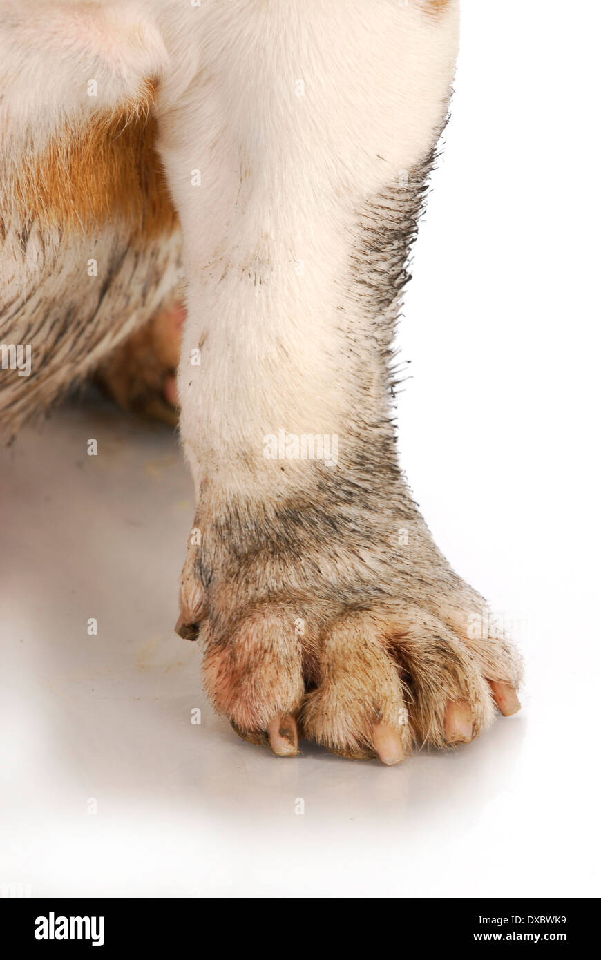 сильные лапы на английском