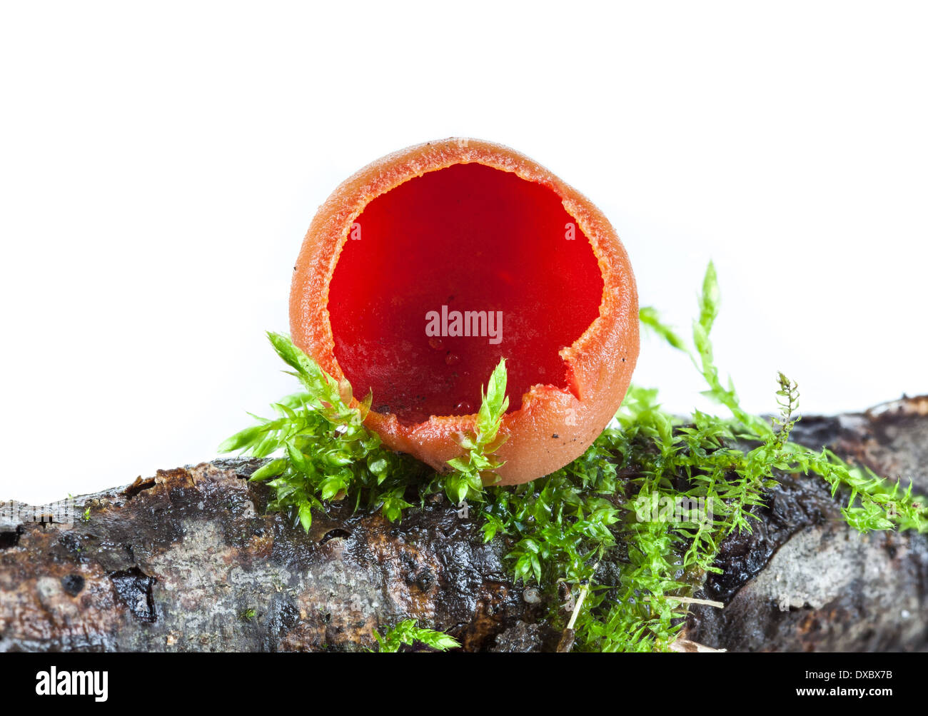 Sarcoscypha austriaca mushroom Stock Photo