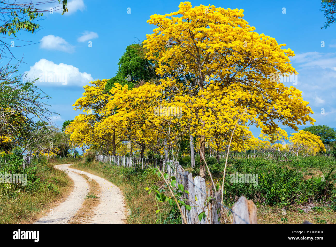 Yellow Guayacan tree in northern Colombia Stock Photo