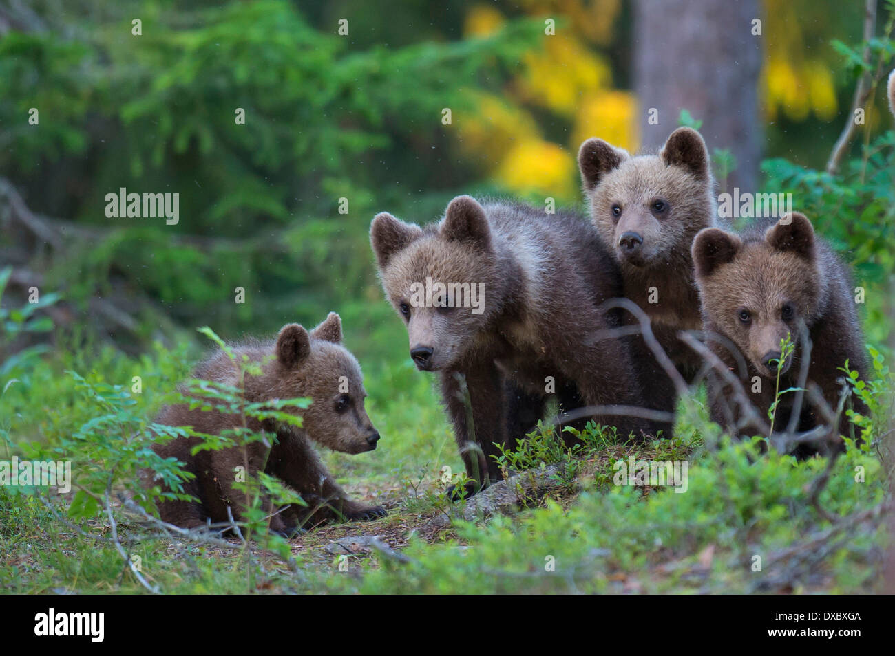 European Brown Bear Stock Photo
