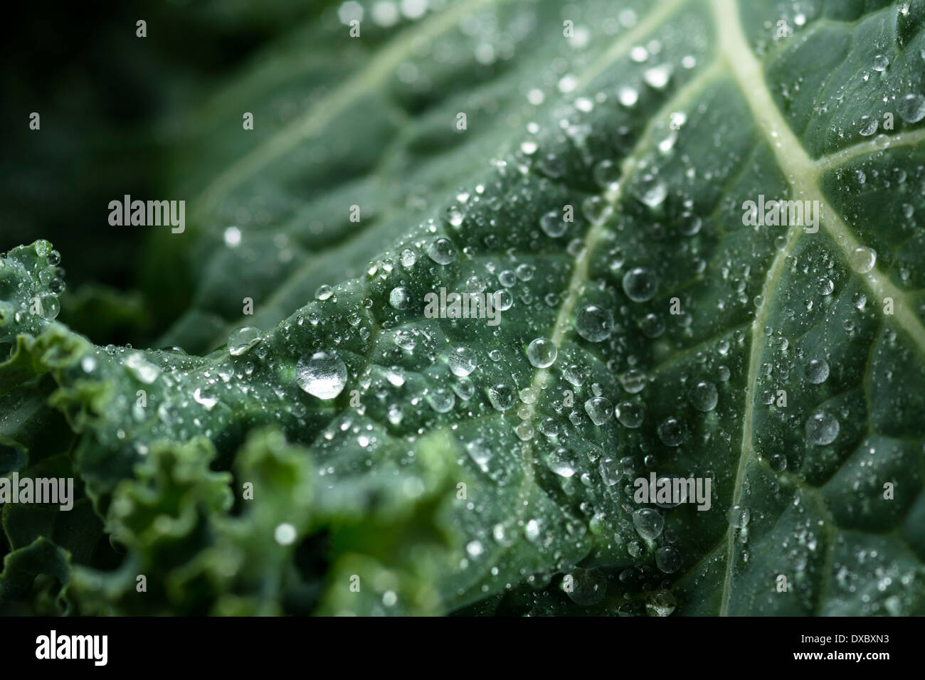 Organic kale with water droplets in closeup Stock Photo