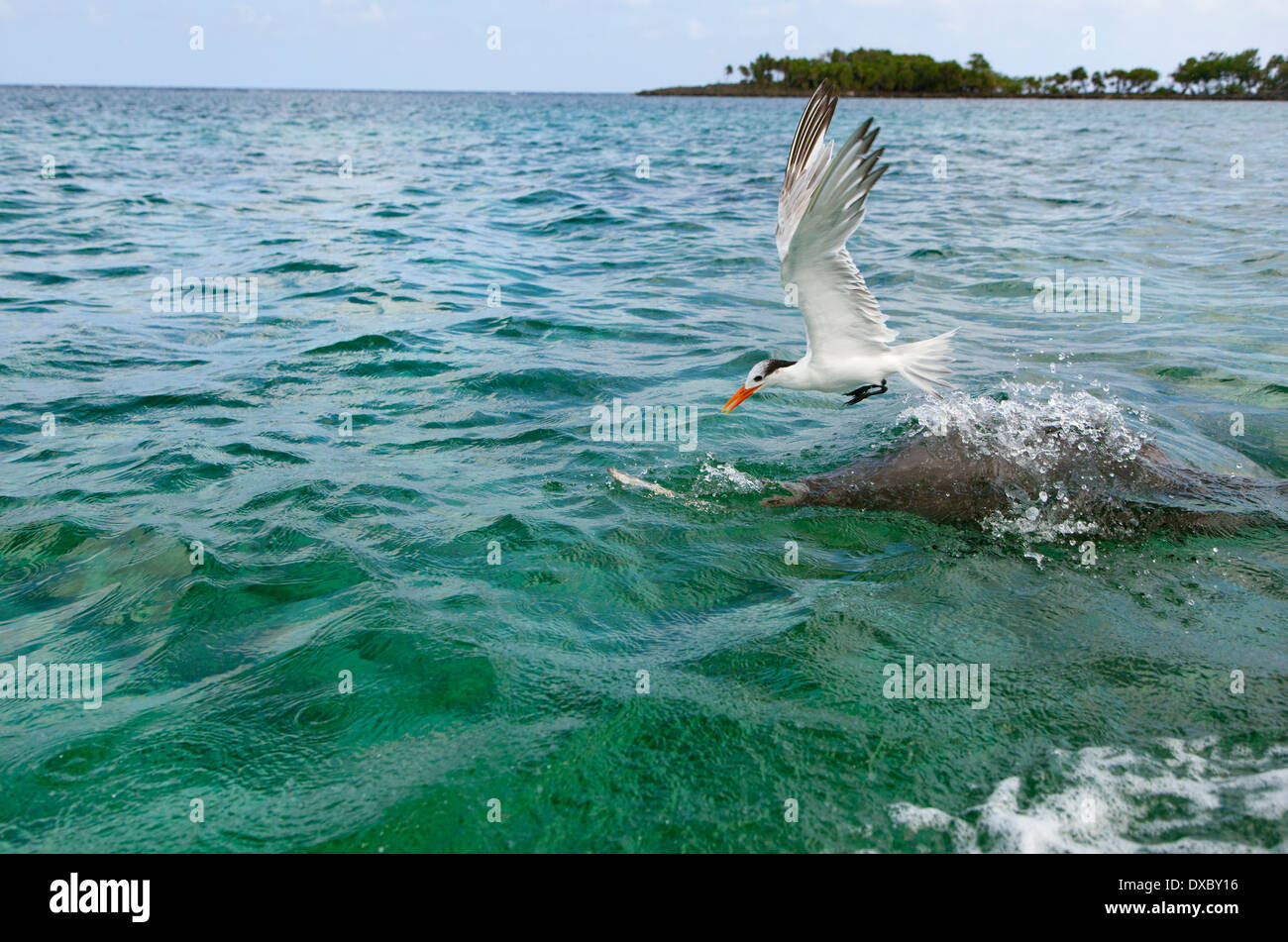 Bottlenose Dolphin Tursiops truncatus with Royal terns Thalasseus maximus Bay Islands Honduras in the Caribbean Stock Photo