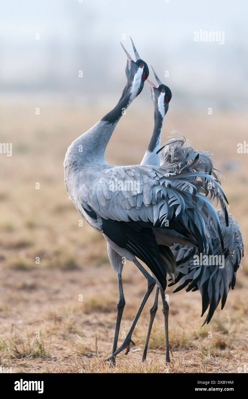 Grus grus Stock Photo