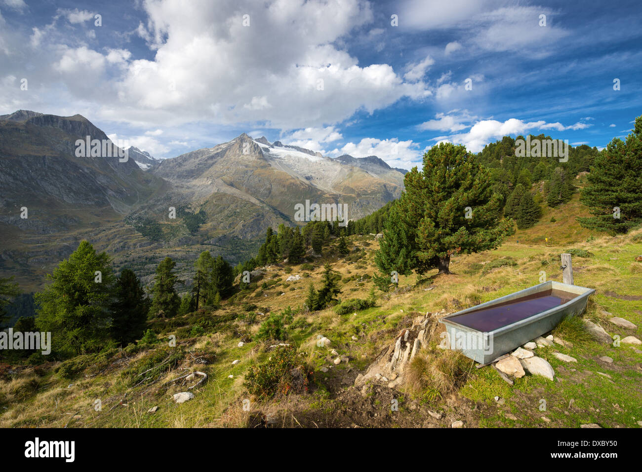 Drinking trough in Aletsch Forest, Valais, Swiss Alps, Switzerland, Europe Stock Photo