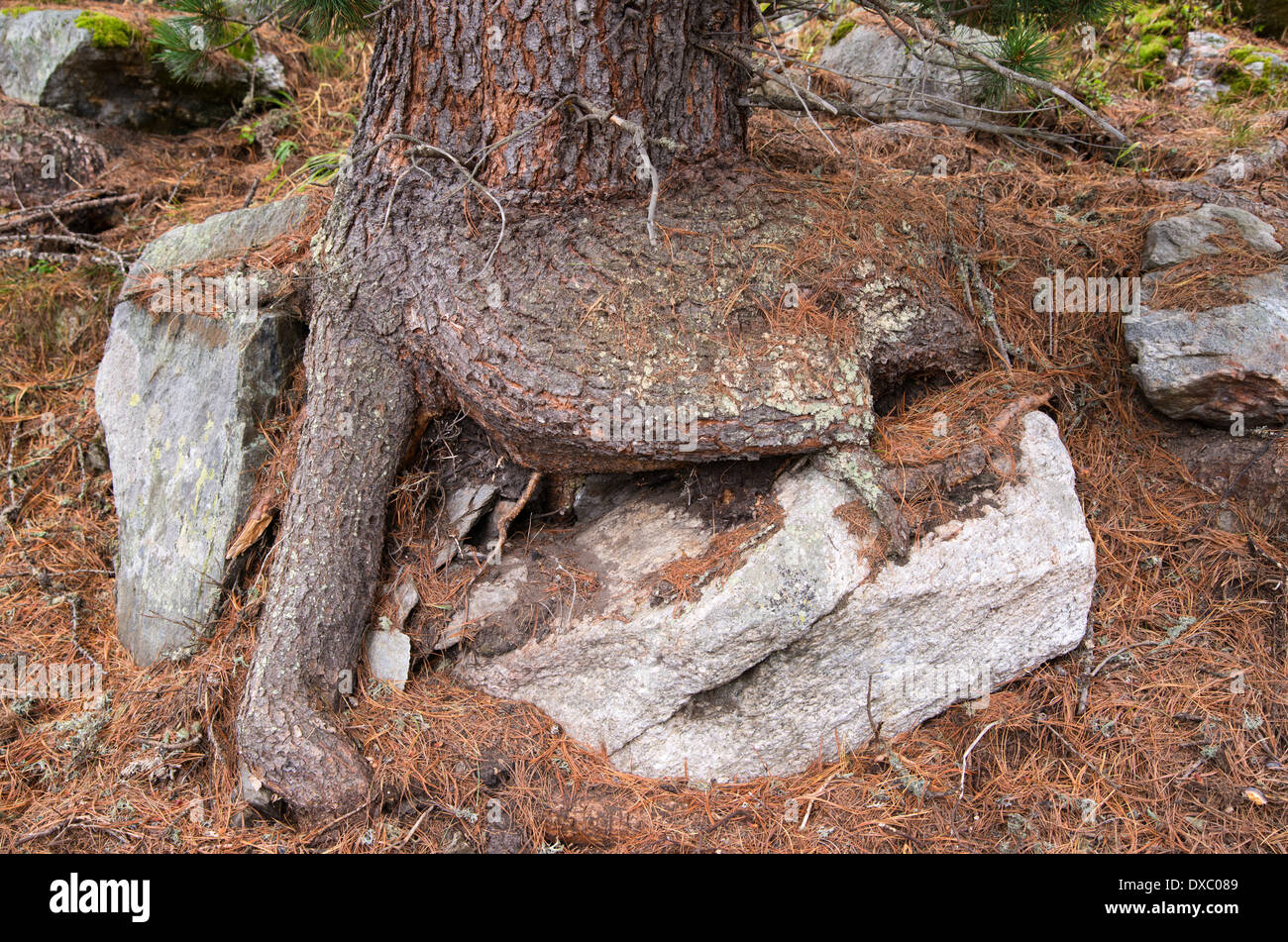 Tree roots and stone, Aletsch forest, Valais, Swiss Alps, Switzerland Stock Photo