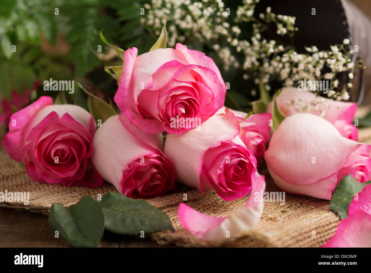 Pink roses with baby's breath on burlap ready to arrange Stock Photo