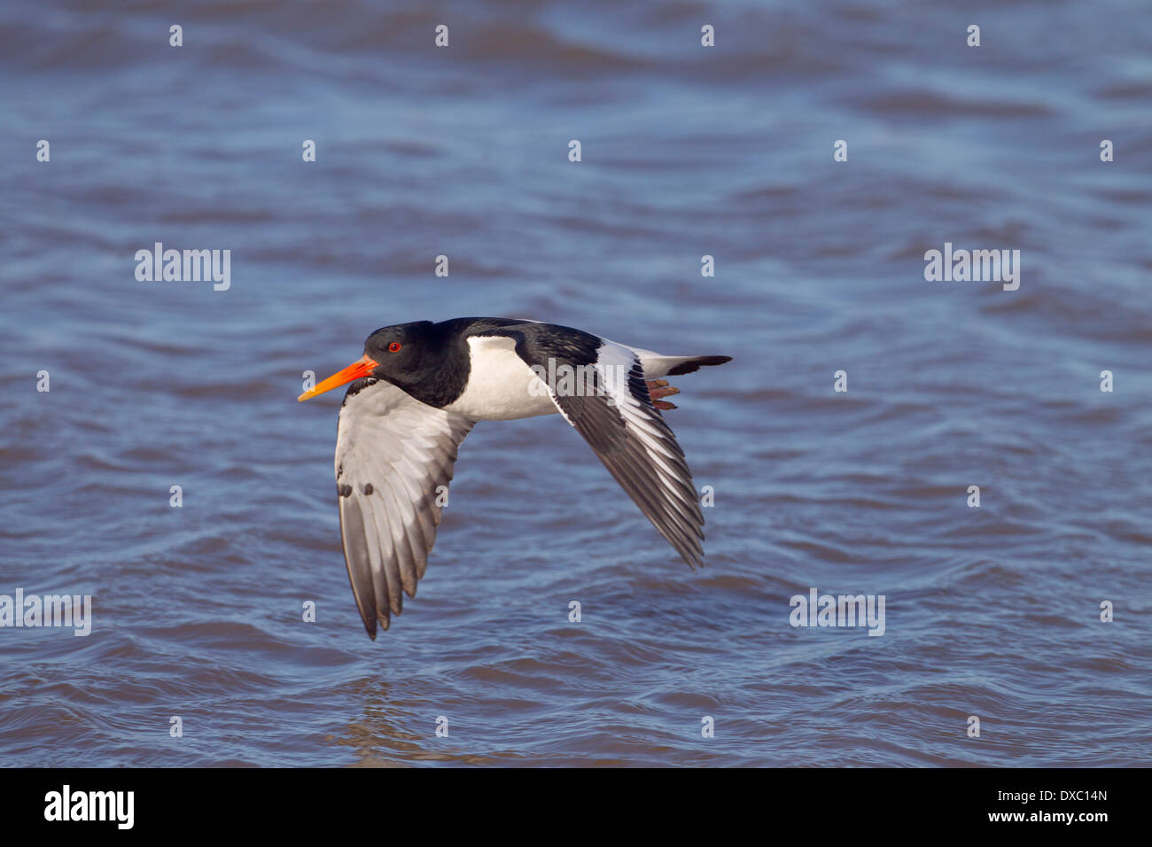 Oyster Catcher Haematopus ostralegus flying on to mussel bed as tide recedes Stock Photo