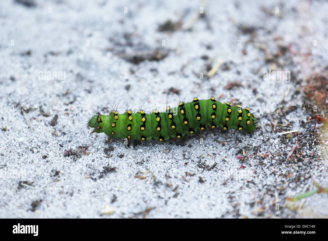 Caterpillar, Saturnia pavonia,  Small Emperor Moth Stock Photo