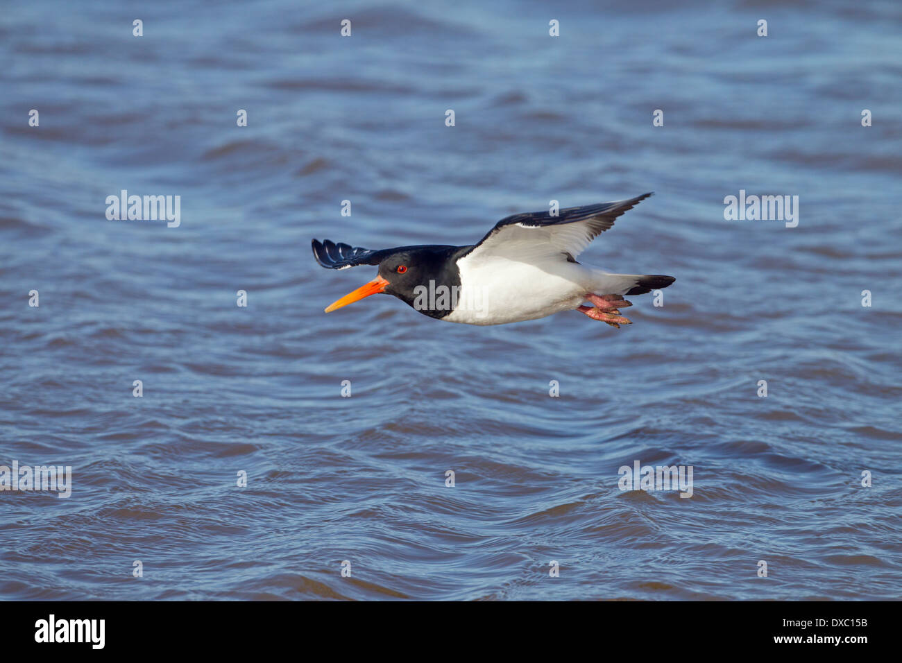 Oyster Catcher Haematopus ostralegus flying on to mussel bed as tide