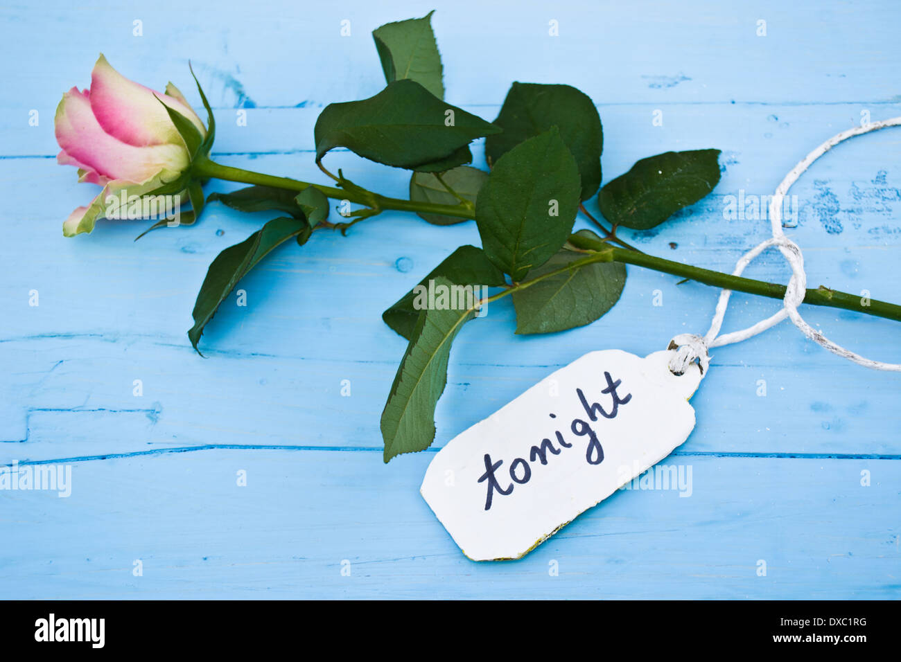 A pink rose on a blue background and a personalised tag saying 'tonight'. Perfect for those in love and for Valentine's day. Stock Photo