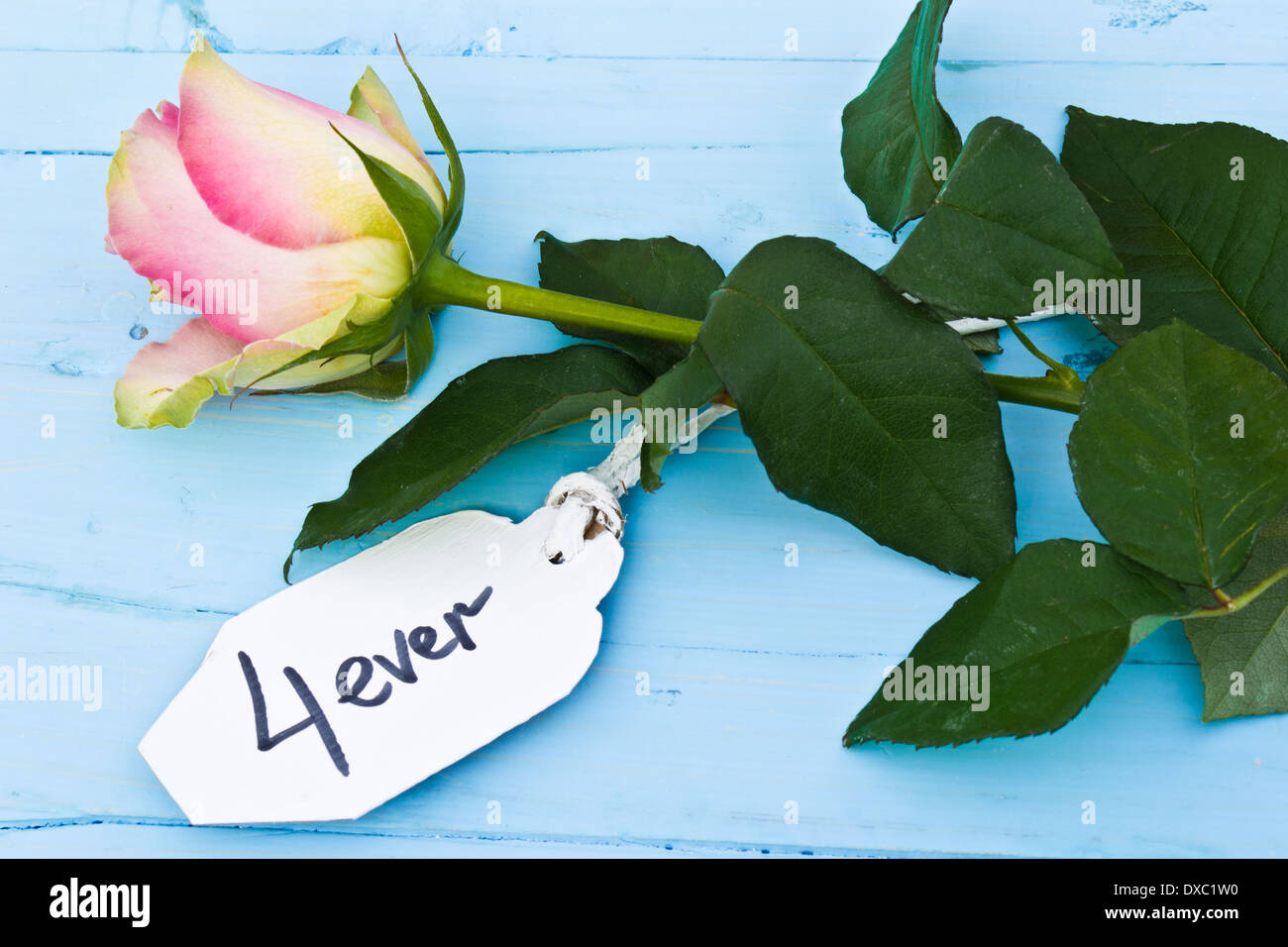 A pink rose on a blue background and a personalised tag saying '4 ever'. Perfect for those in love and for Valentine's day. Stock Photo