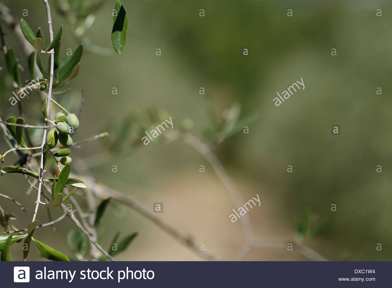 Olives on olive tree. Farm in Tuscany Italy Stock Photo 67877072 Alamy