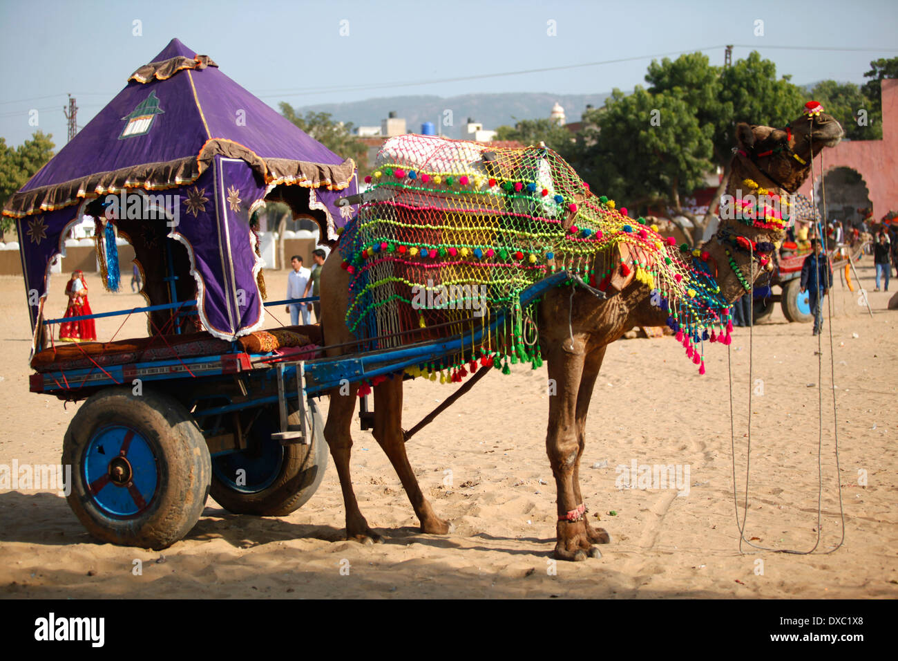 Decorated camel coach in occasion of the 'Pushkar Camel Fair'. Rajasthan, India. Stock Photo