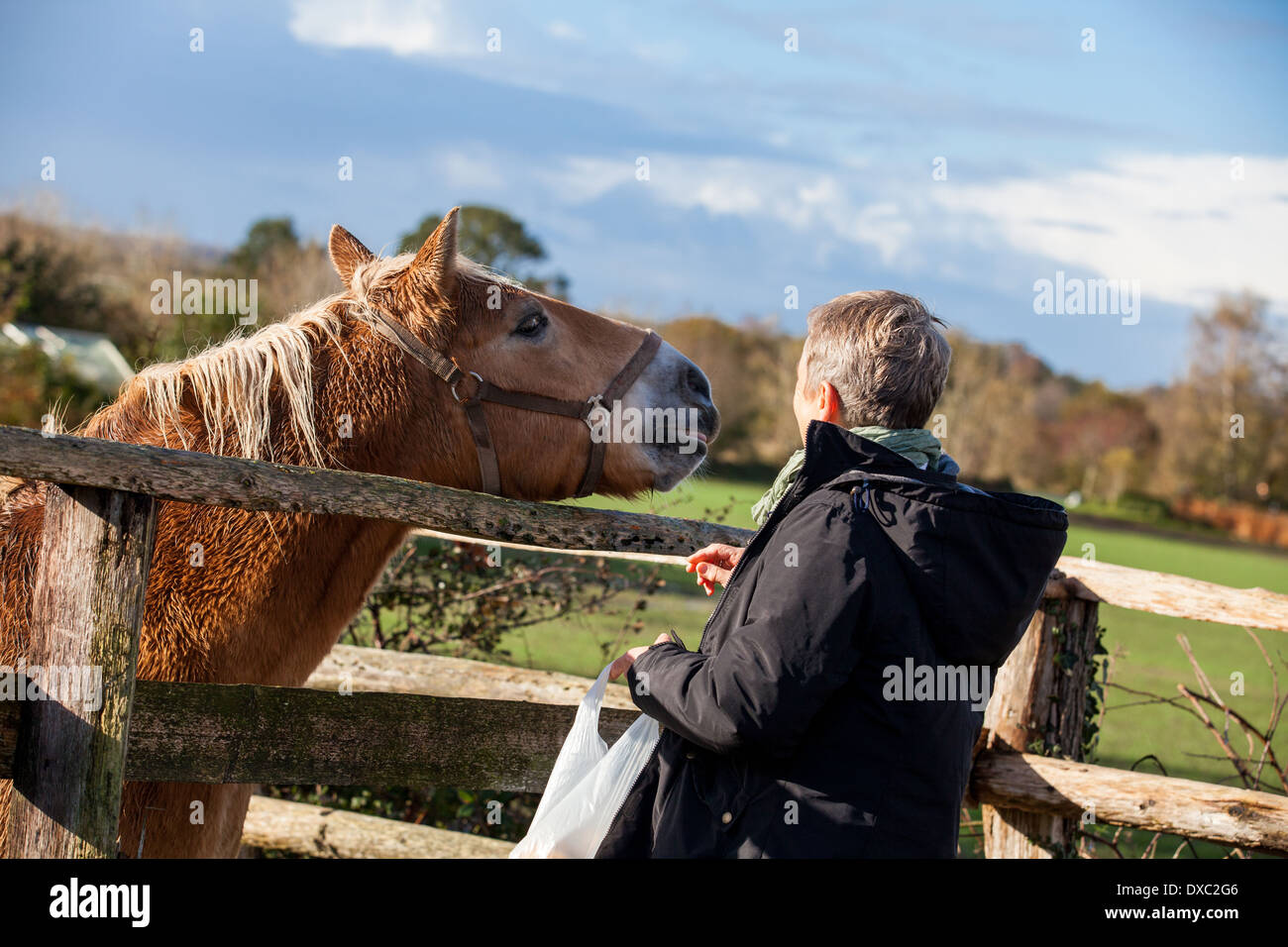 Elderly couple laughing and having fun petting a horse in a paddock on a cold sunny winter day as they enjoy the freedom of their retirement Stock Photo