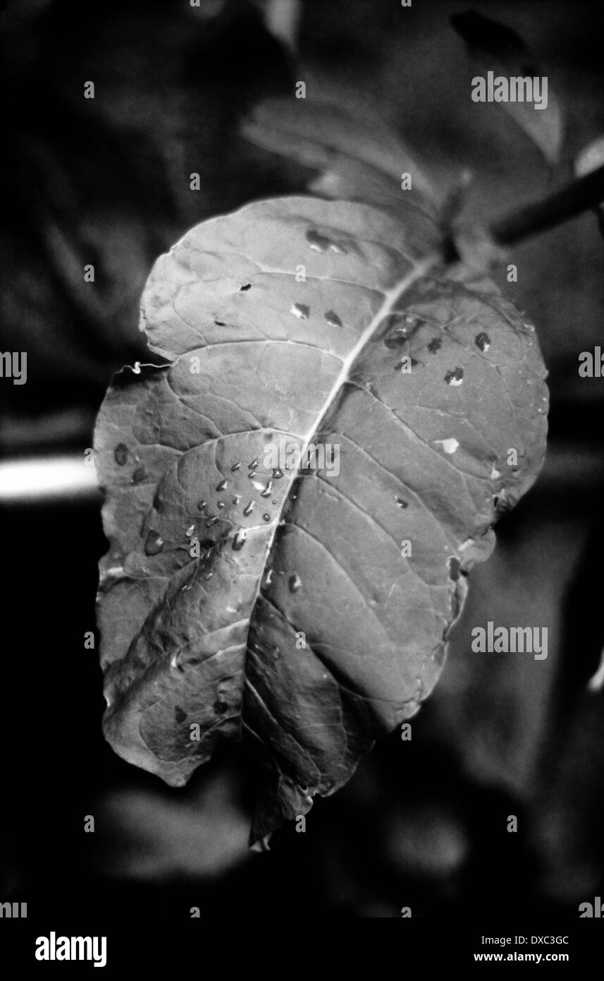Leaf, Komae, Tokyo, Japan Stock Photo