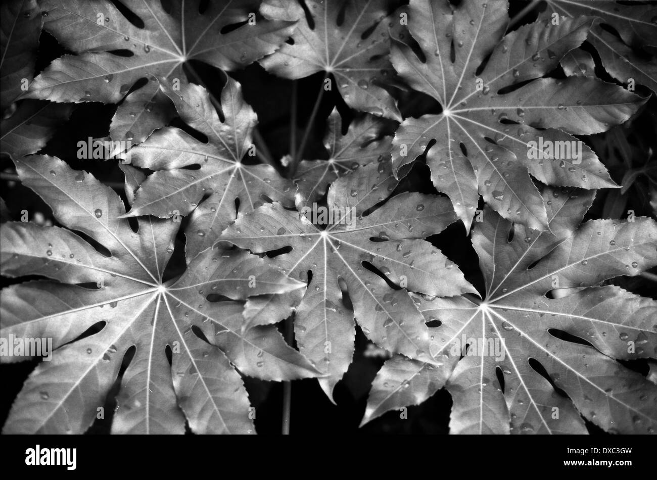 Leaves, Komae, Tokyo, Japan Stock Photo