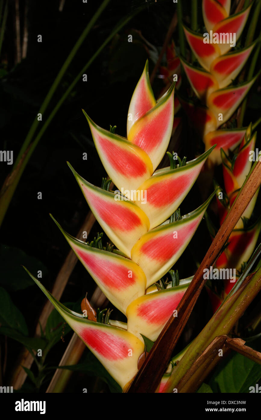 Heliconia, Heeliconia wagneriana, an exotic tropical flower. Stock Photo