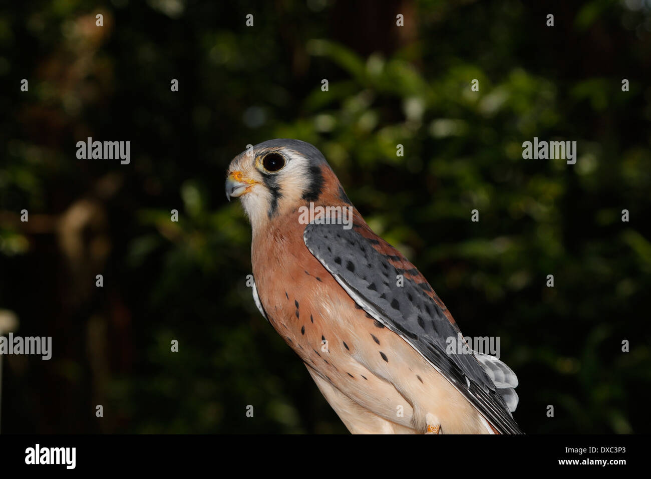 The American Kestrel (Falco sparverius), is sometimes  known as the Sparrow Hawk, is a small falcon Stock Photo