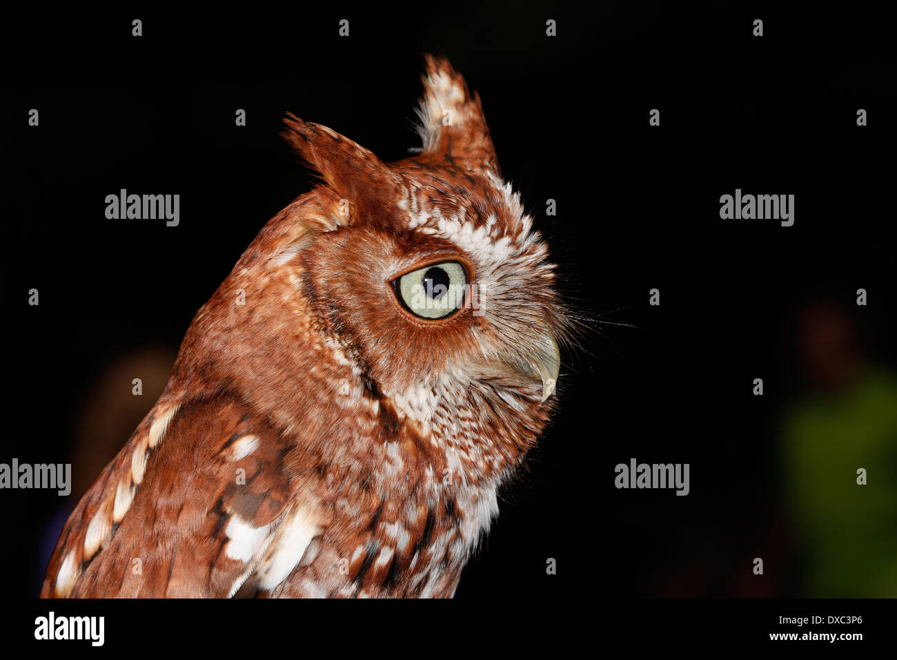 Eastern Screech Owl (Megascops asio Stock Photo - Alamy