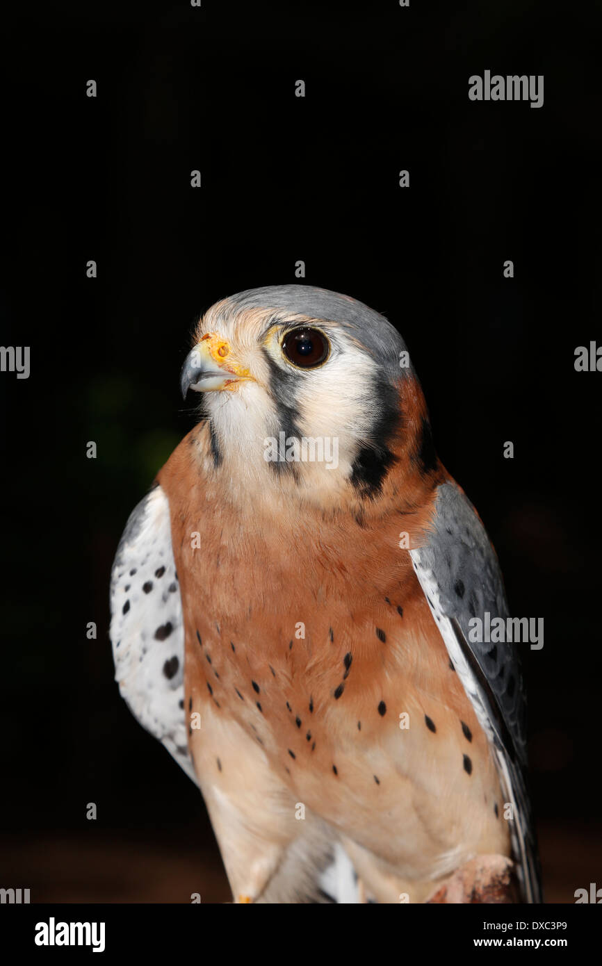 The American Kestrel (Falco sparverius), is sometimes  known as the Sparrow Hawk, is a small falcon Stock Photo