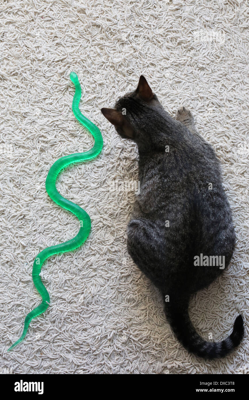 Kitty Riding Snake Cute snake hi-res stock photography and images - Alamy