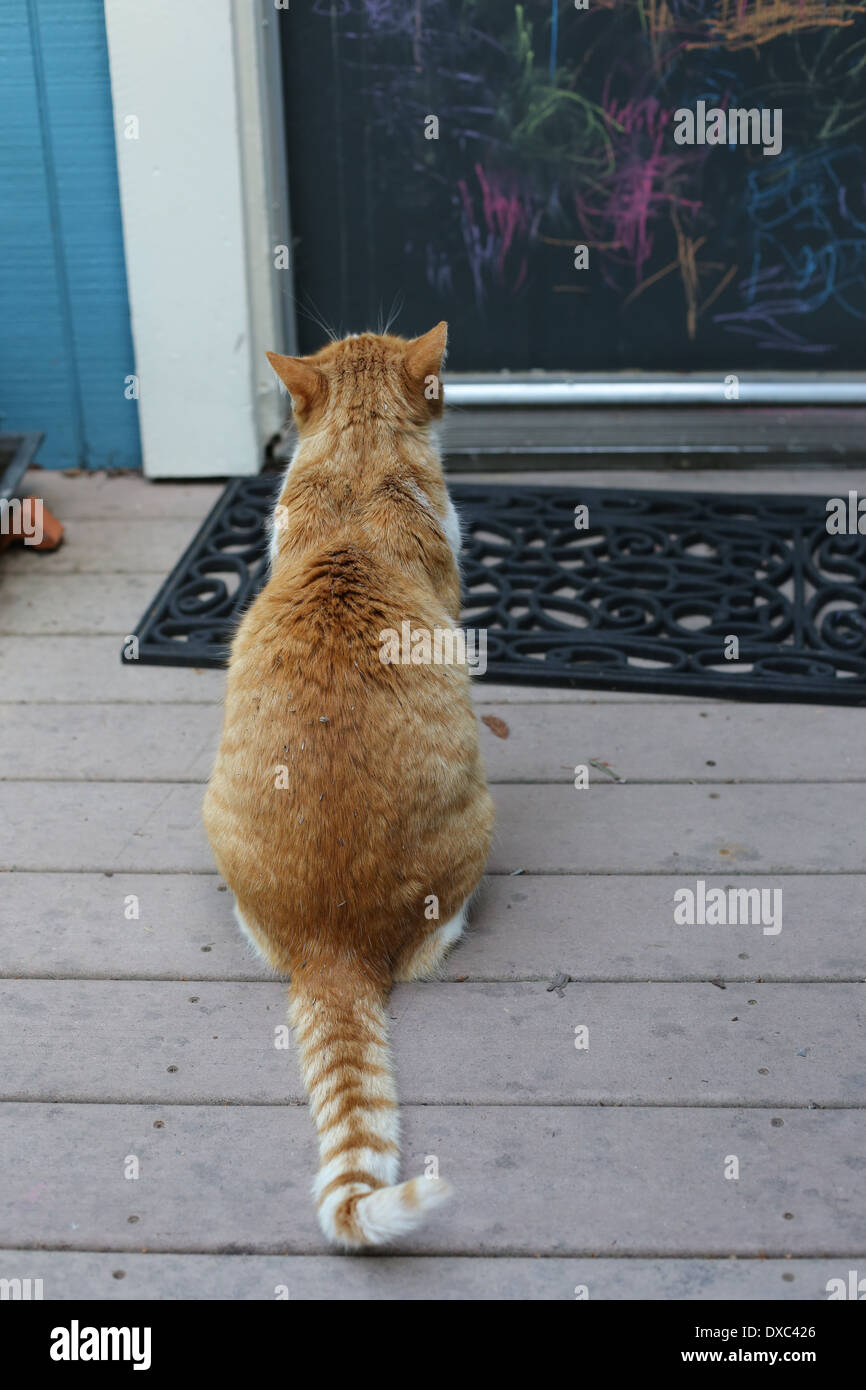 A cat looking at a door as if waiting to be let in. Stock Photo