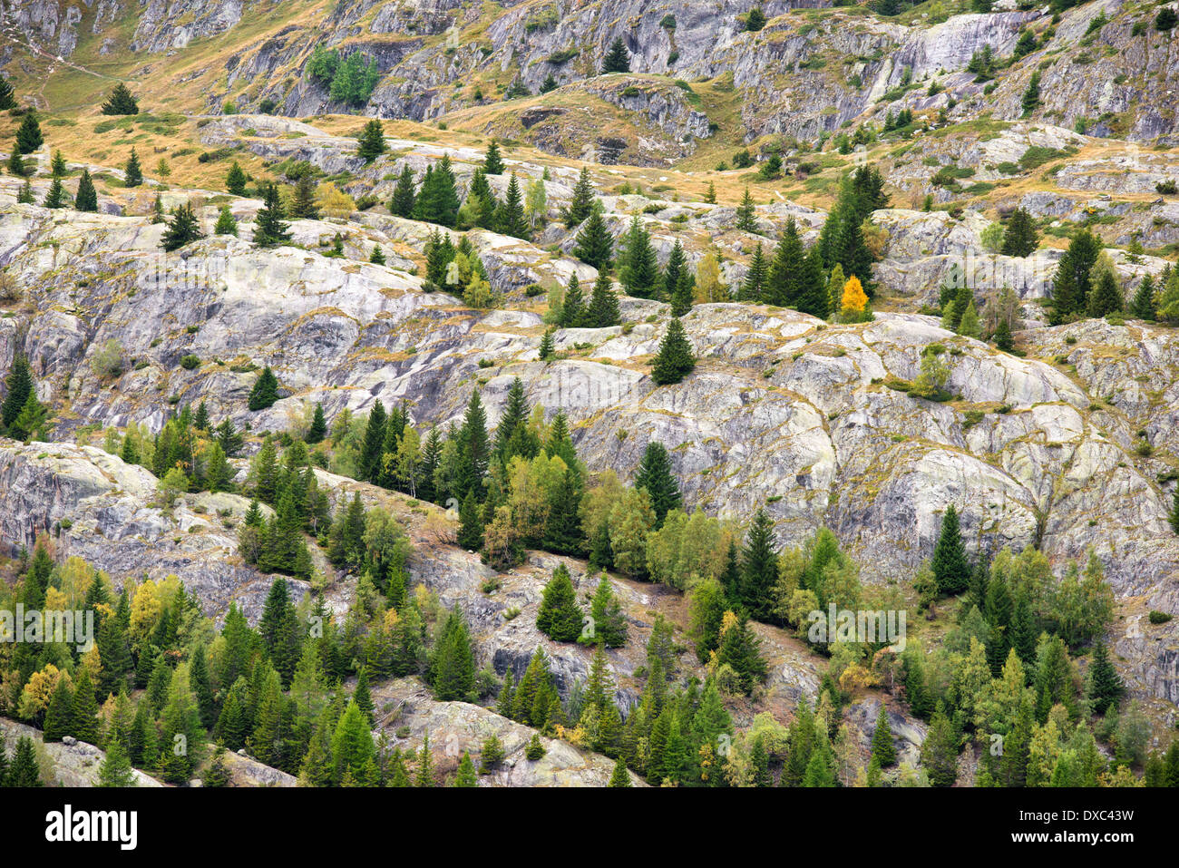 Trees and rocks, Valais, Swiss Alps, Switzerland, Europe Stock Photo