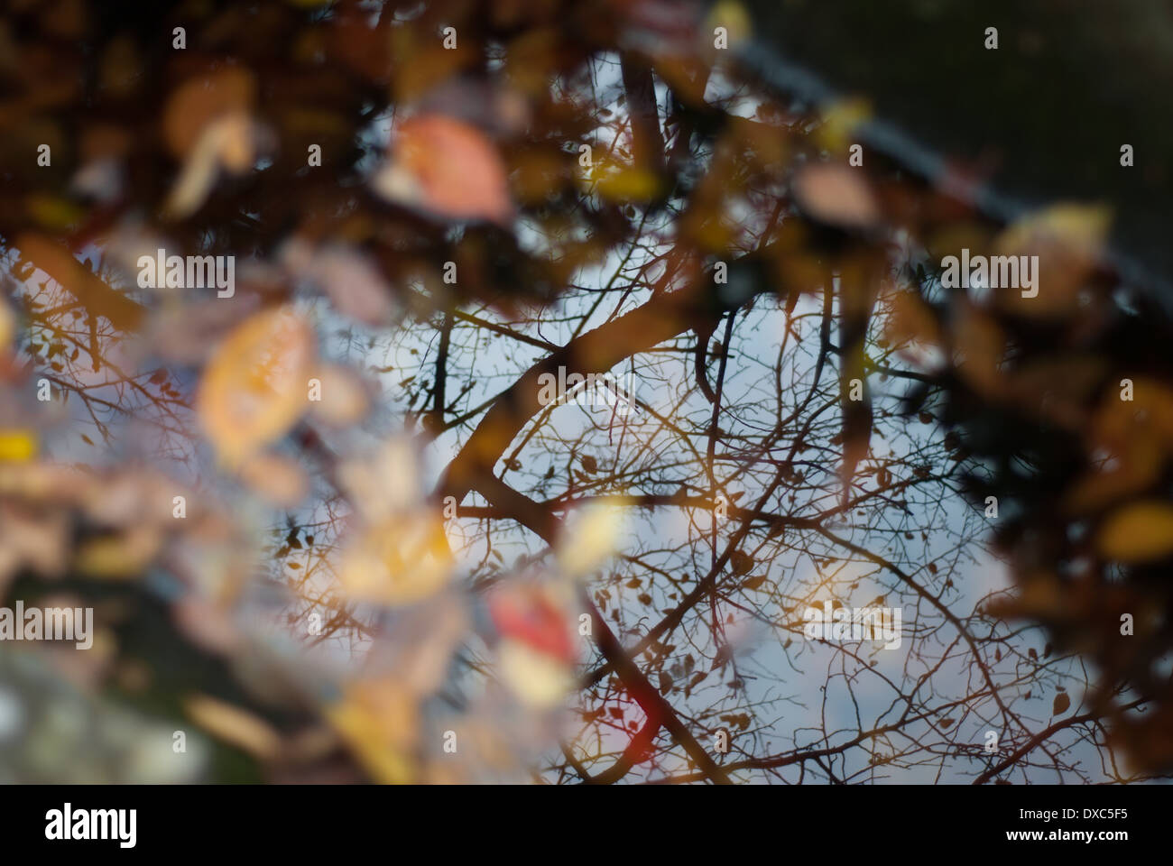 Trees reflecting on a pond and Autumn leaves, Tokyo, Japan Stock Photo