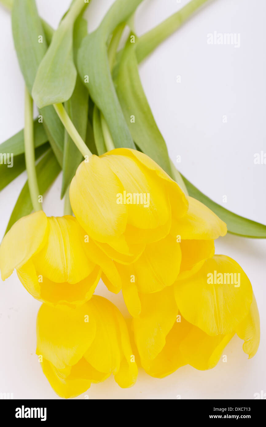 Bunch of cheerful vivid yellow tulips with green leaves lying on a grey ...