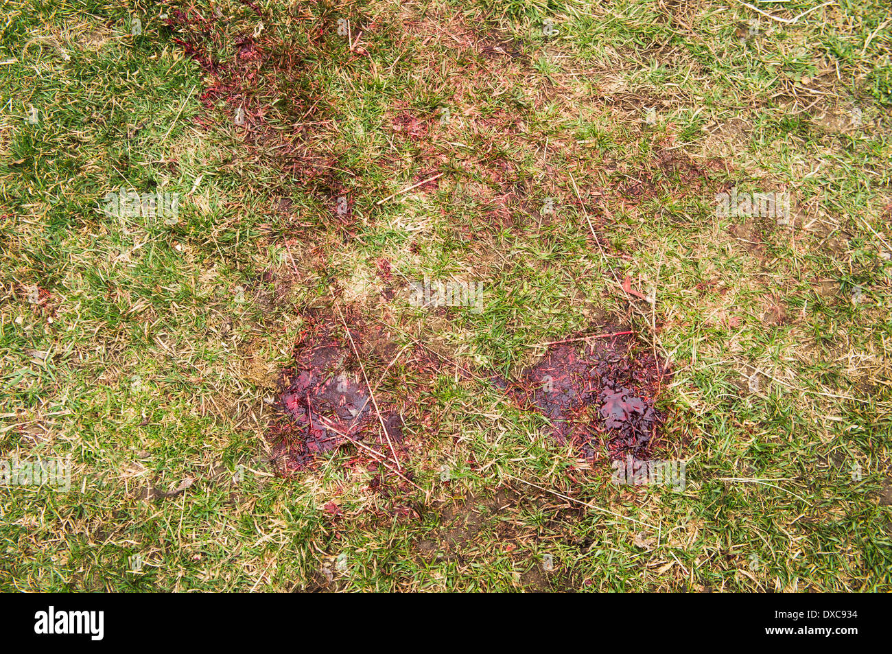 Grass stains hires stock photography and images Alamy