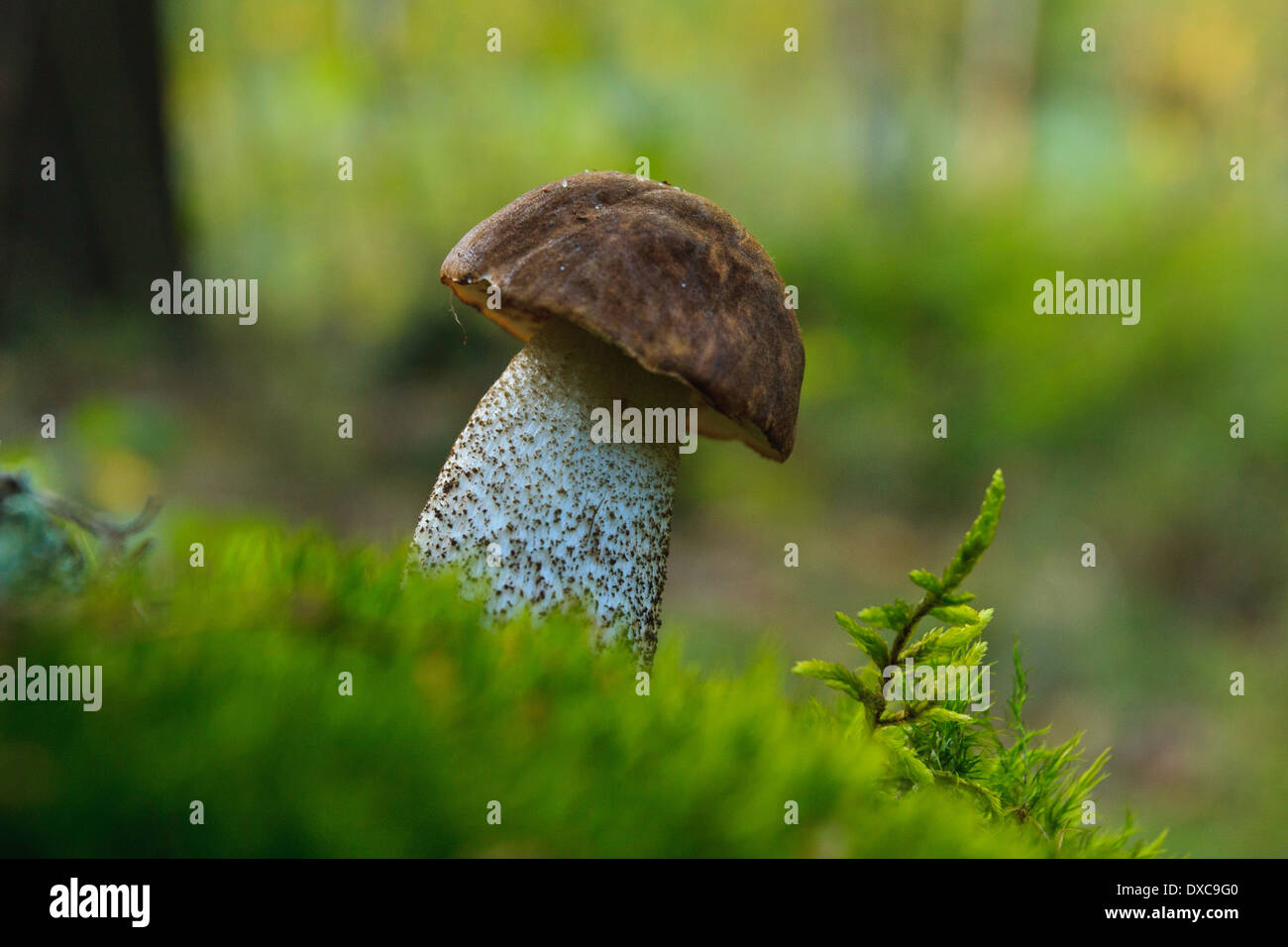 Mushroom in the grass Stock Photo