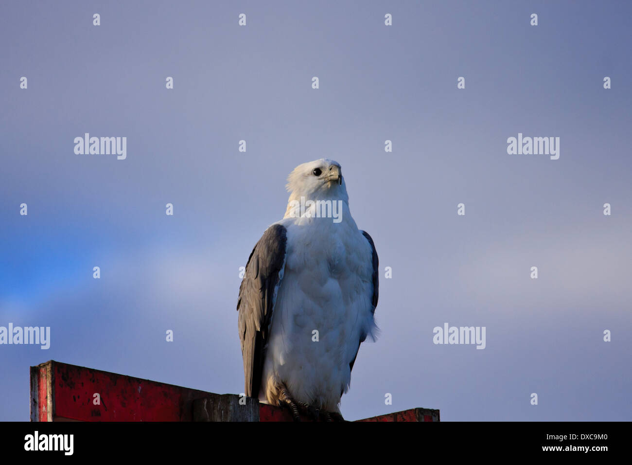 White-bellied Sea-Eagle Haliaeetus leucogaster perched Stock Photo